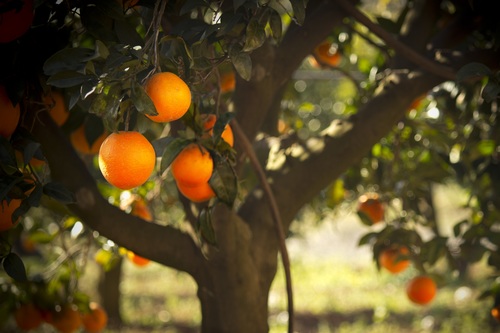 Orange tree Stock Photo 09