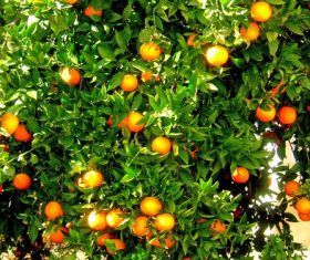 Orange tree Stock Photo 10
