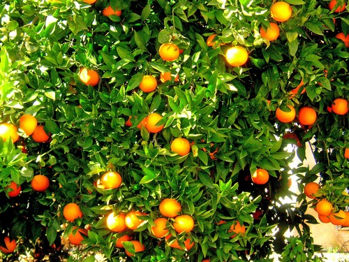 Orange tree Stock Photo 10
