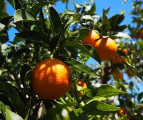 Oranges on a branch Stock Photo 01