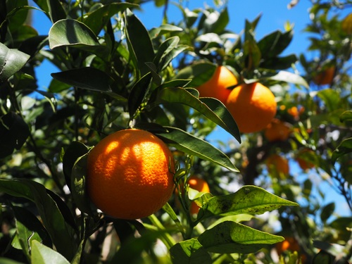 Oranges on a branch Stock Photo 01