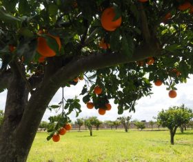 Oranges on a branch Stock Photo 02
