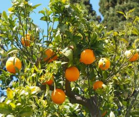 Oranges on a branch Stock Photo 03