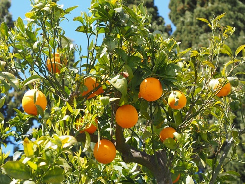 Oranges on a branch Stock Photo 03