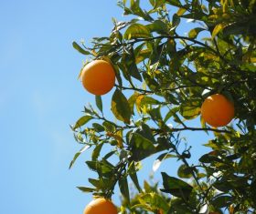 Oranges on a branch Stock Photo 04