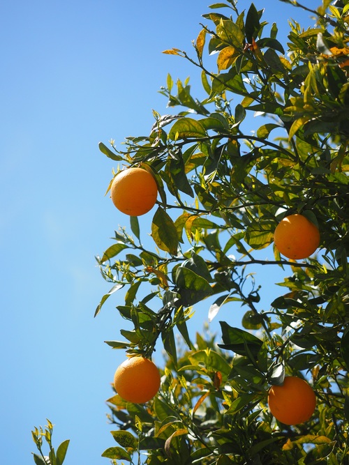 Oranges on a branch Stock Photo 04