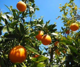 Oranges on a branch Stock Photo 05