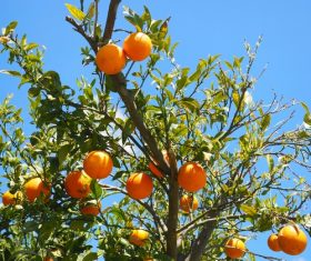 Oranges on a branch Stock Photo 06