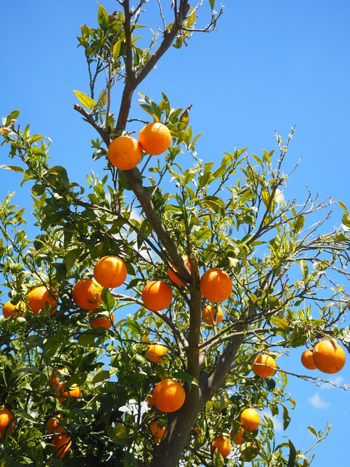 Oranges on a branch Stock Photo 06