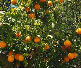 Oranges on a branch Stock Photo 07