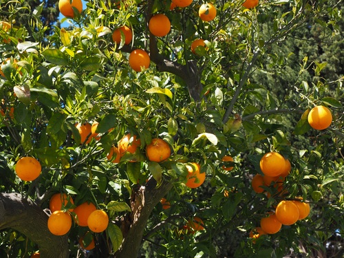 Oranges on a branch Stock Photo 07