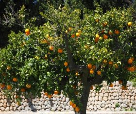 Oranges on a branch Stock Photo 08