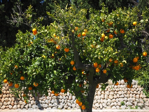 Oranges on a branch Stock Photo 08