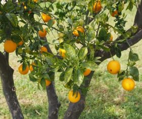 Oranges on a branch Stock Photo 09