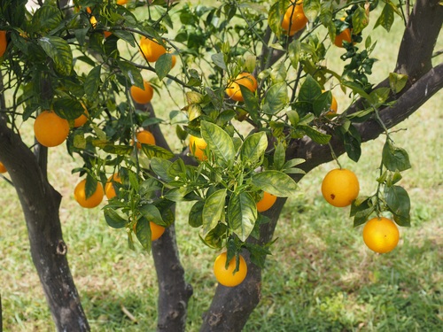 Oranges on a branch Stock Photo 09