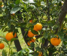 Oranges on a branch Stock Photo 10