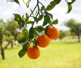Oranges on a branch Stock Photo 11