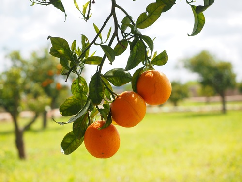 Oranges on a branch Stock Photo 11