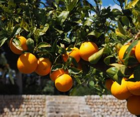 Oranges on a branch Stock Photo 12