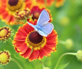 Prairie Coneflowe Stock Photo 01