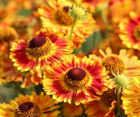 Prairie Coneflowe Stock Photo 02