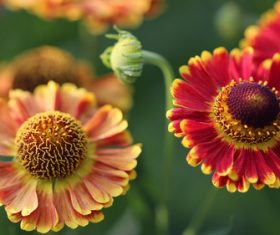 Prairie Coneflowe Stock Photo 03