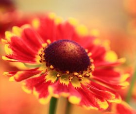 Prairie Coneflowe Stock Photo 04