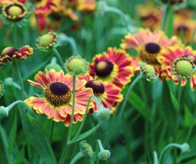 Prairie Coneflowe Stock Photo 05