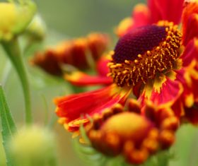 Prairie Coneflowe Stock Photo 06