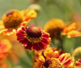 Prairie Coneflowe Stock Photo 07