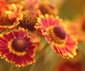 Prairie Coneflowe Stock Photo 08