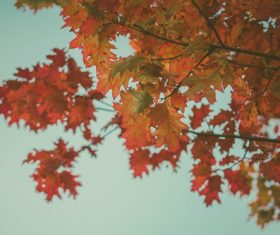 Pretty autumn red leaves Stock Photo