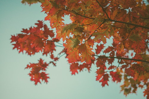 Pretty autumn red leaves Stock Photo