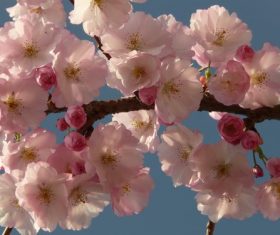 Quietly elegant plum Stock Photo 01