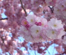 Quietly elegant plum Stock Photo 02