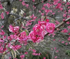 Quietly elegant plum Stock Photo 03