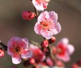 Quietly elegant plum Stock Photo 04