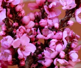 Quietly elegant plum Stock Photo 05