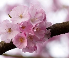 Quietly elegant plum Stock Photo 06