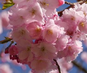 Quietly elegant plum Stock Photo 07