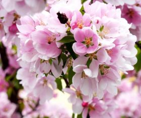 Quietly elegant plum Stock Photo 08