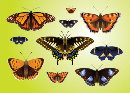 Realistic Butterfly design vectors