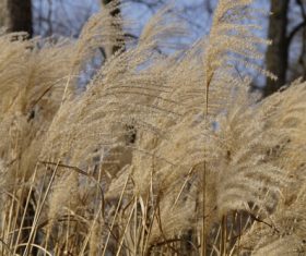 Reeds in the autumn wind Stock Photo 01