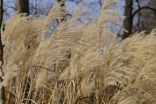 Reeds in the autumn wind Stock Photo 01