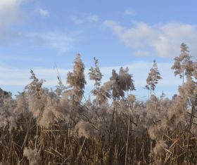 Reeds in the autumn wind Stock Photo 03