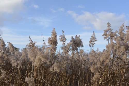 Reeds in the autumn wind Stock Photo 03