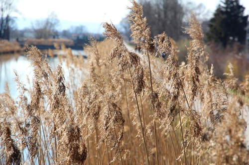 Reeds in the autumn wind Stock Photo 04