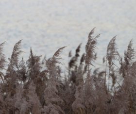 Reeds in the autumn wind Stock Photo 05