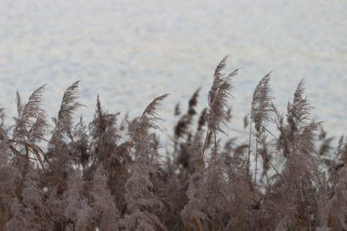 Reeds in the autumn wind Stock Photo 05