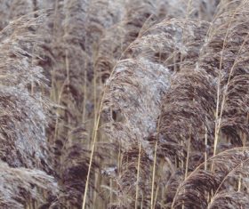 Reeds in the autumn wind Stock Photo 08